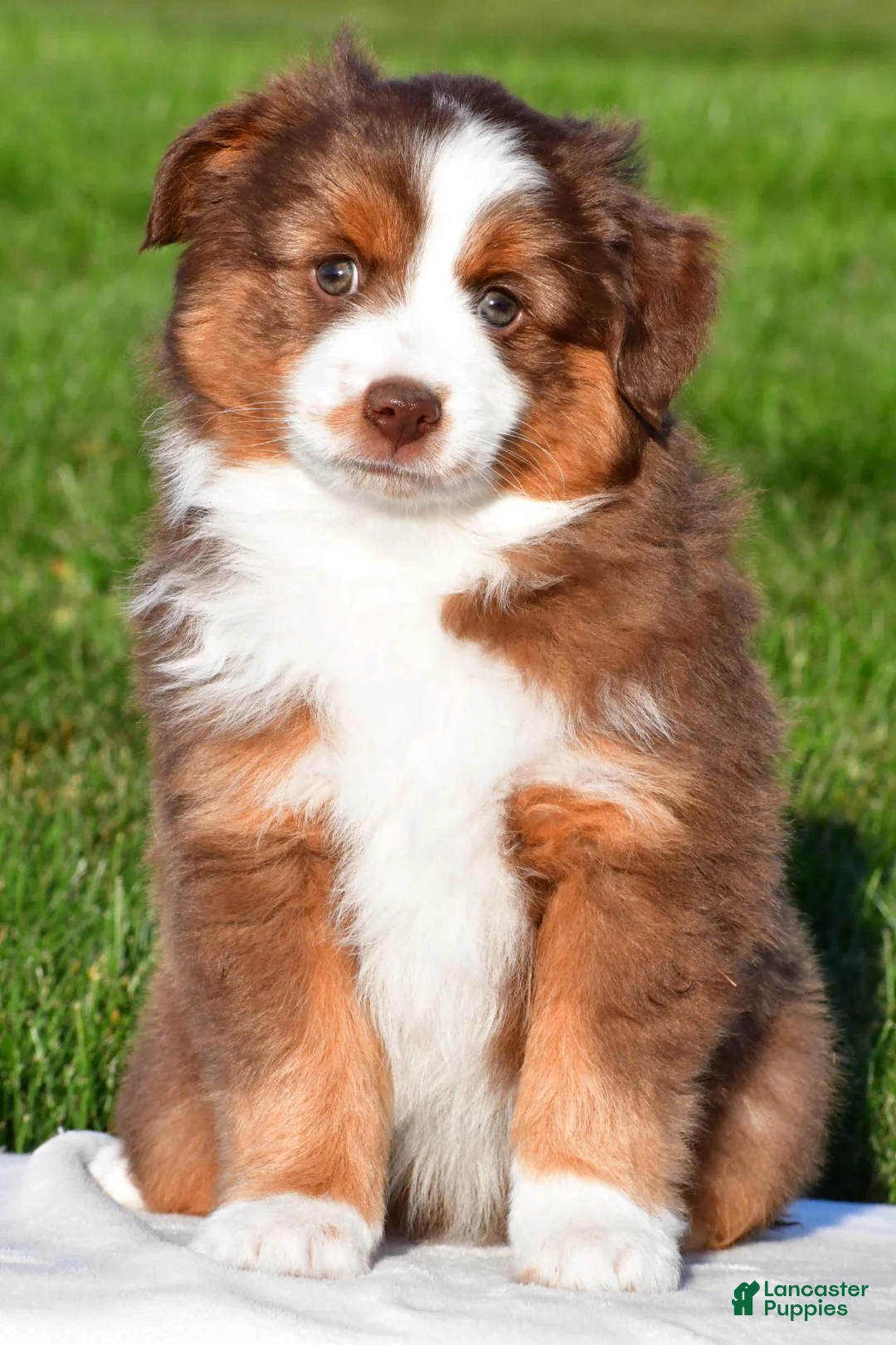 Miniature Australian Shepherd dogs for sale: Alex - Ad 1