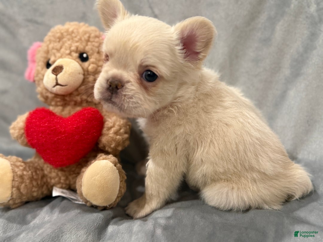 French Bulldog dogs for sale: Winter - Ad 1