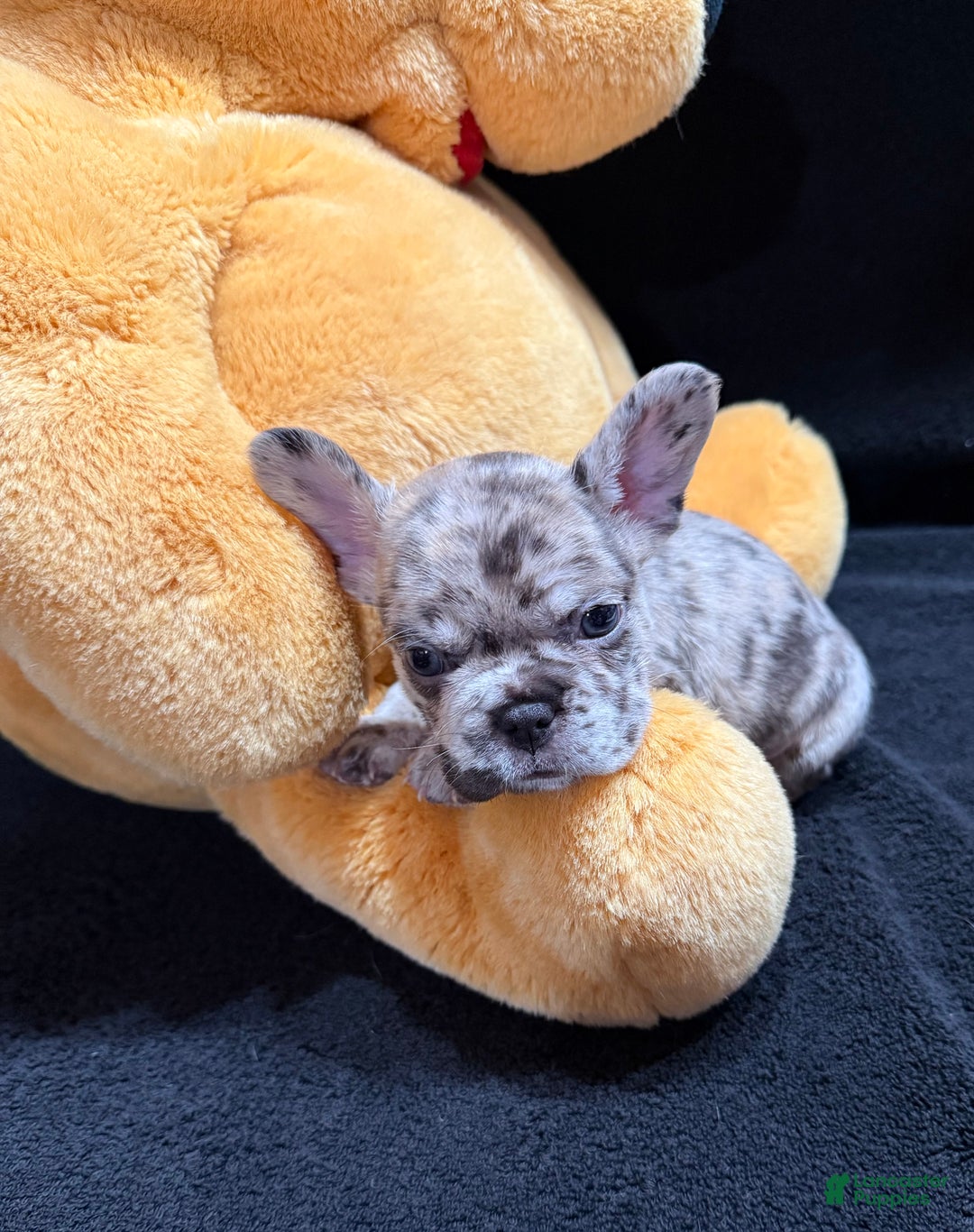 French Bulldog dogs for sale: Calico - Ad 4