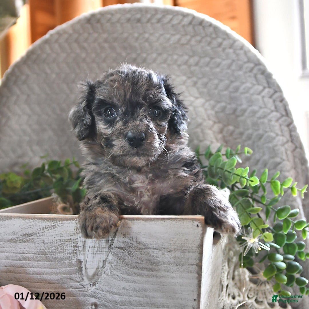 Bichpoo dogs for sale: Bella   - Ad 1