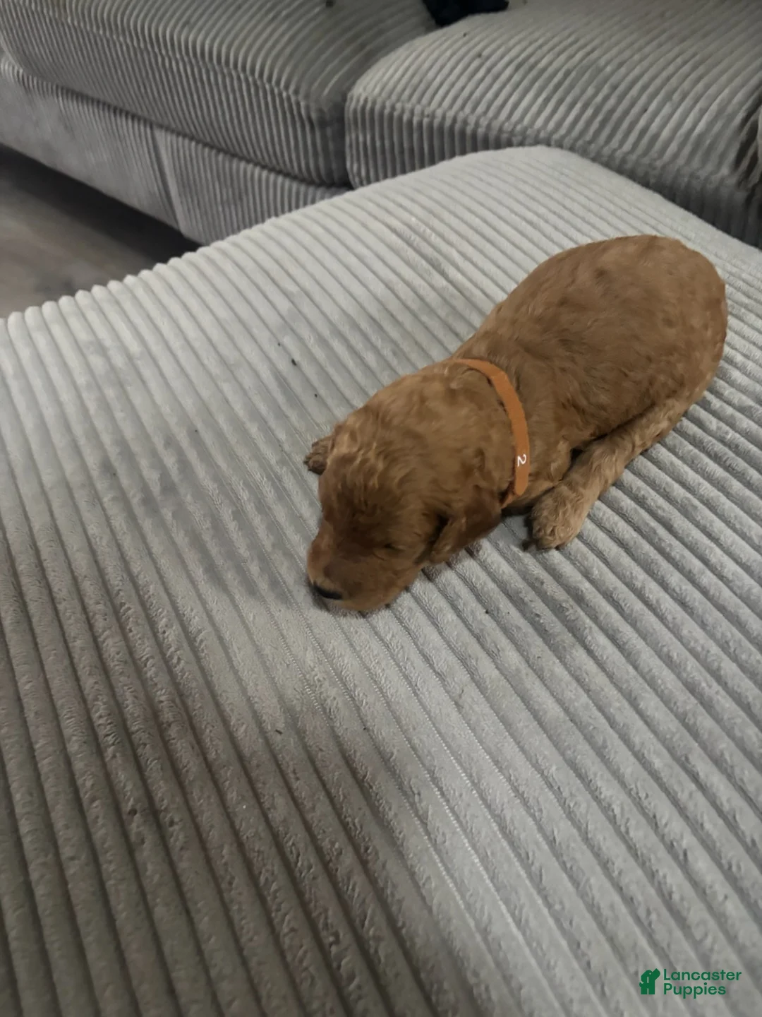 Goldendoodle dogs for sale: Girl 1  - Ad 1