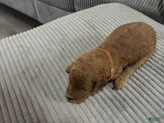 Goldendoodle dogs Girl 1 - Ad 14