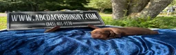 Miniature Dachshund dogs for sale: AKC Ch Russian line - Ad 3