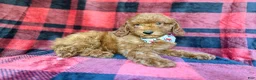 Miniature Poodle dogs for sale: Samuel - Ad 7