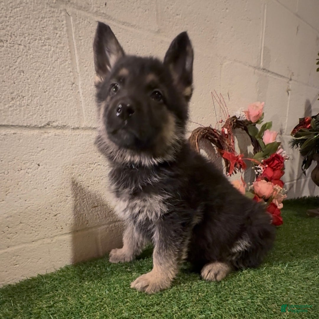 German Shepherd dogs for sale: SWAYZE - Ad 5