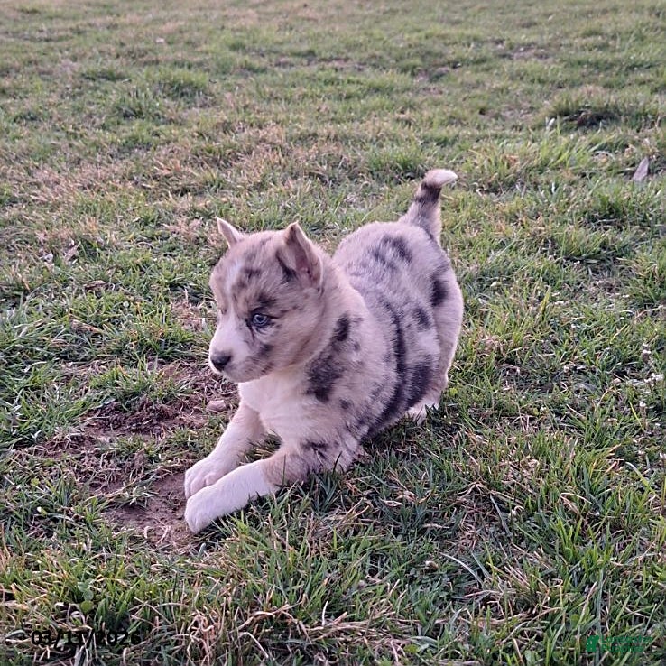 Gerberian Shepsky dogs Sabrina - Ad 2