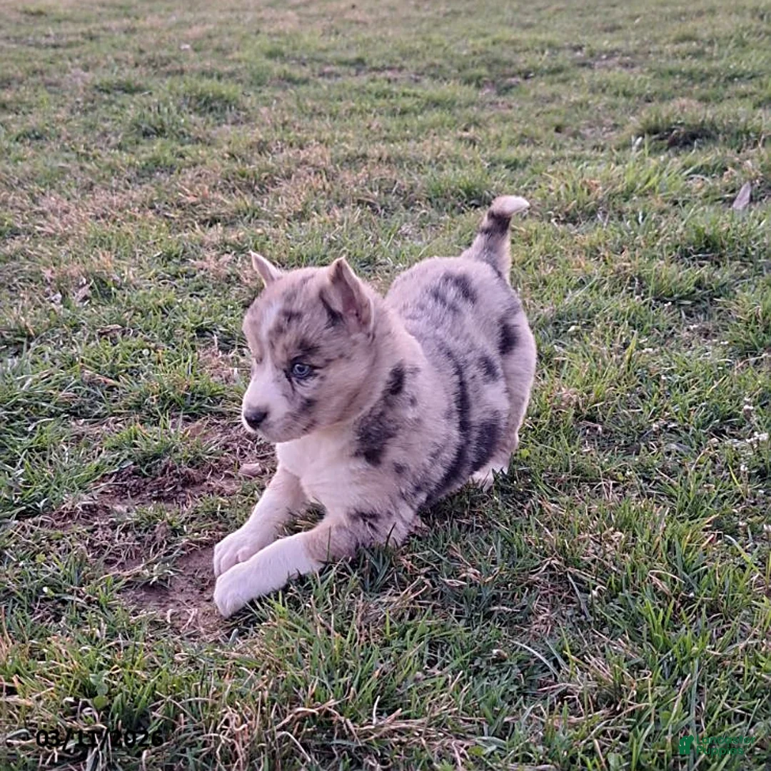 Gerberian Shepsky dogs for sale: Sabrina - Ad 2