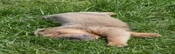 Shar Pei dogs for sale: Roman - Ad 30