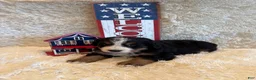 Bernese Mountain Dog dogs for sale: Hannah - Ad 11
