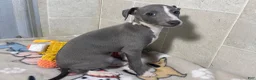 Italian Greyhound dogs for sale: Strawberry - Ad 7