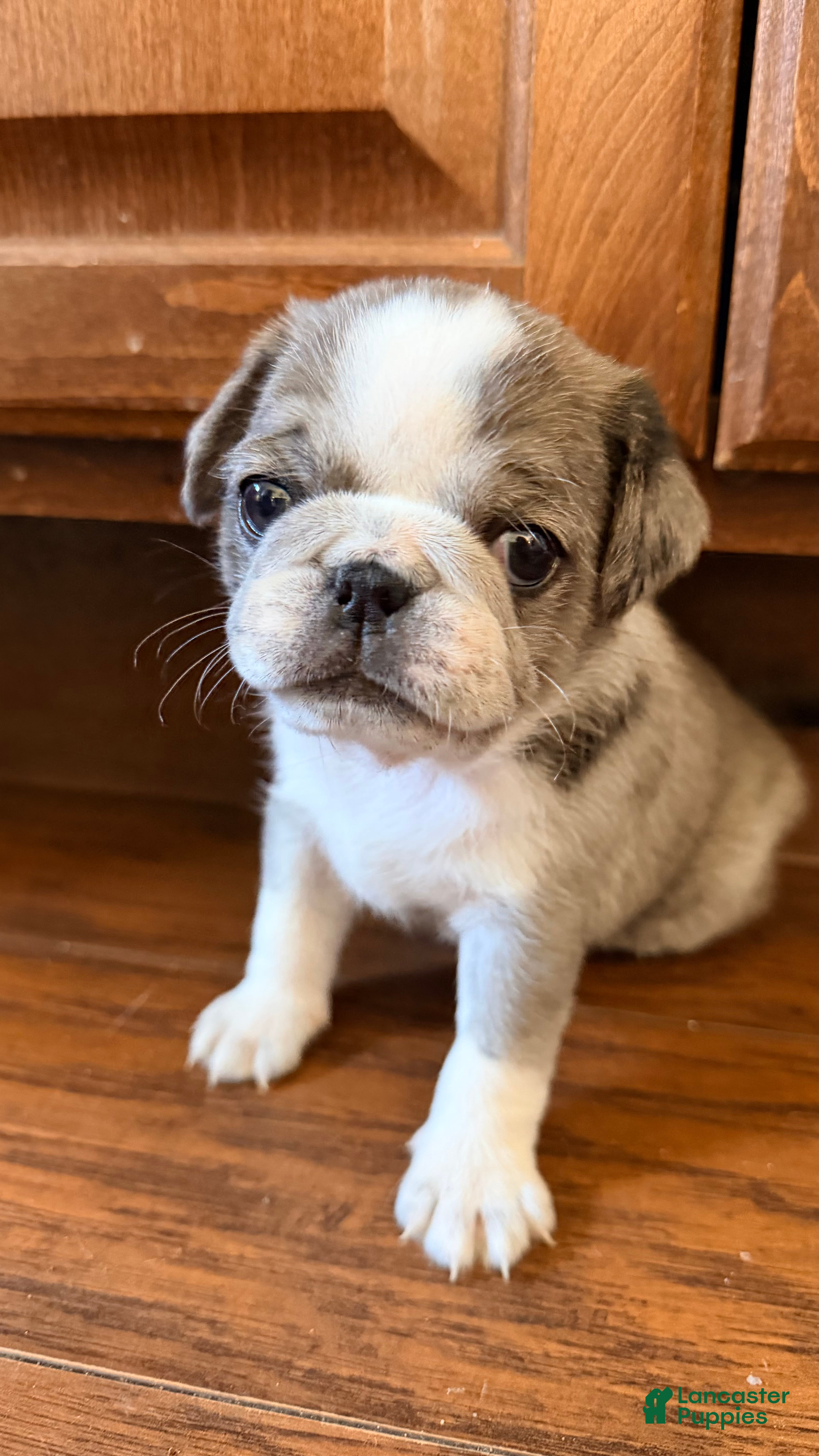 Pug dogs Whoopie pie - Ad 1