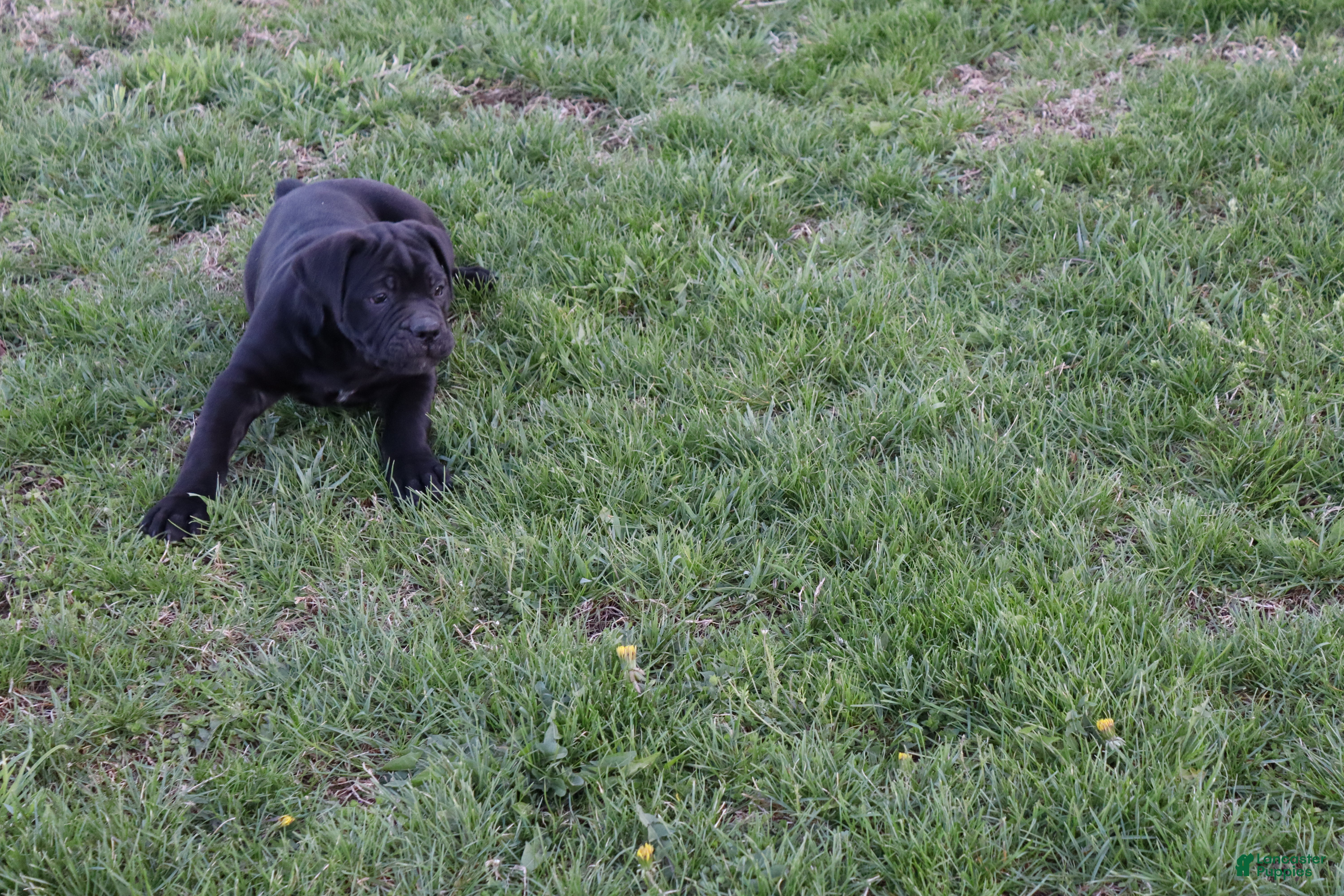 Cane Corso dogs Betsy - Ad 2