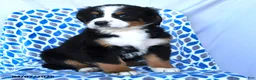 Bernese Mountain Dog dogs for sale: Jade - Ad 4