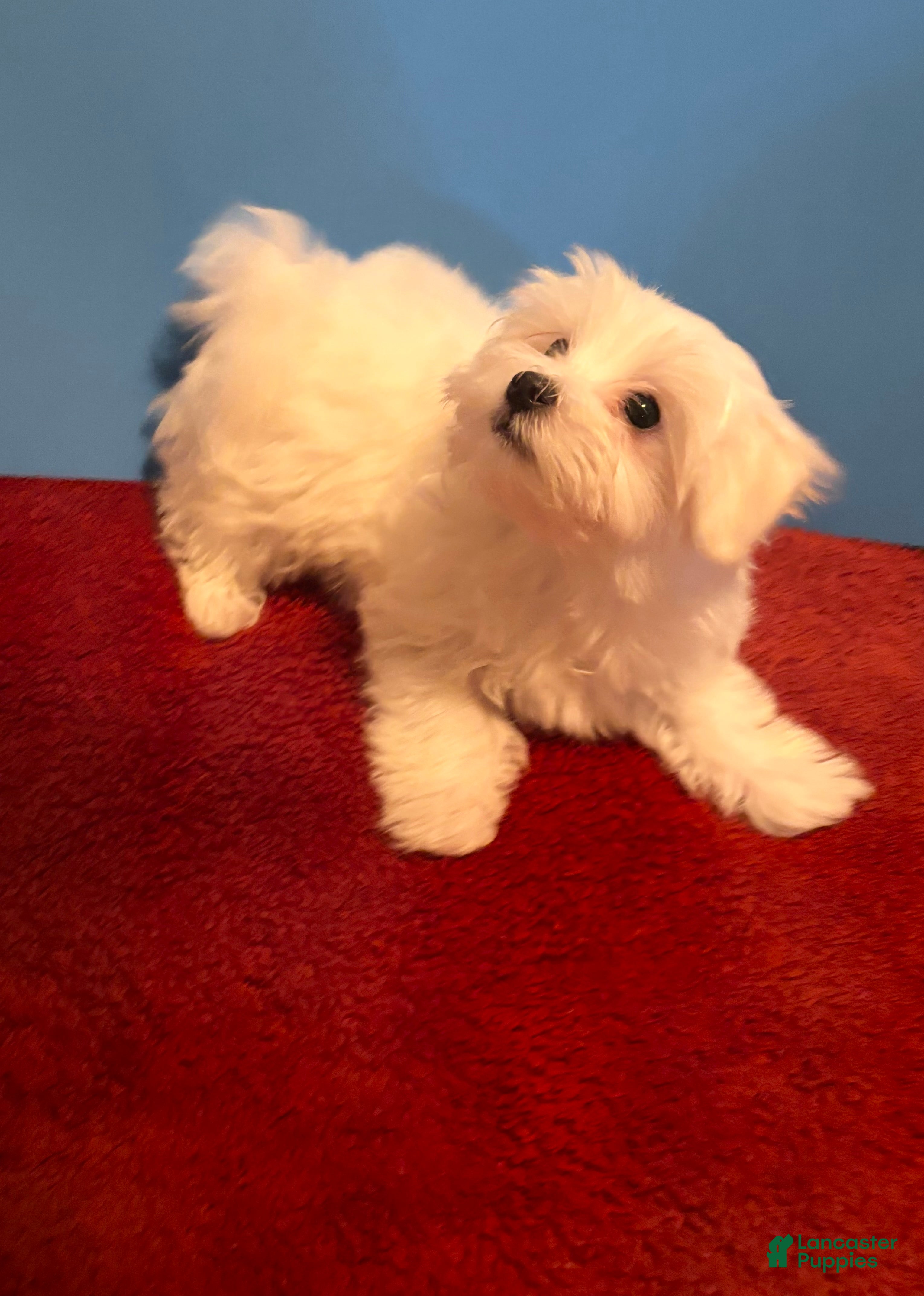 Maltese dogs for sale: Maltese 1 male  - Ad 11