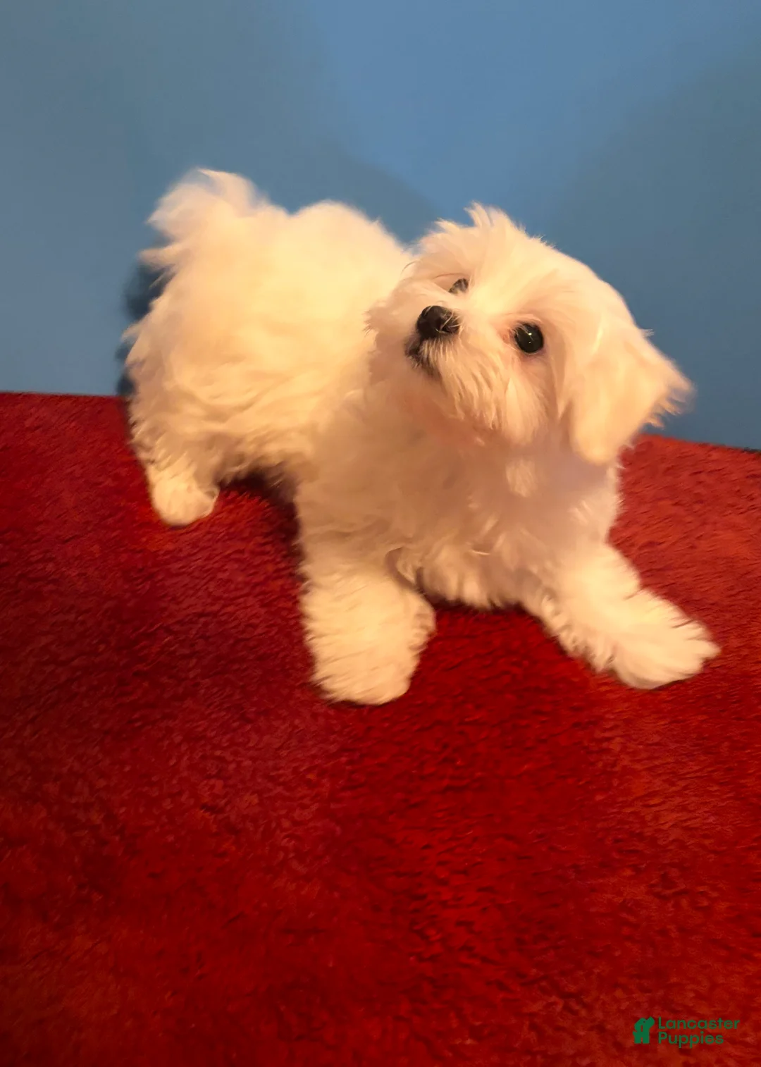 Maltese dogs for sale: Maltese 1 male  - Ad 1
