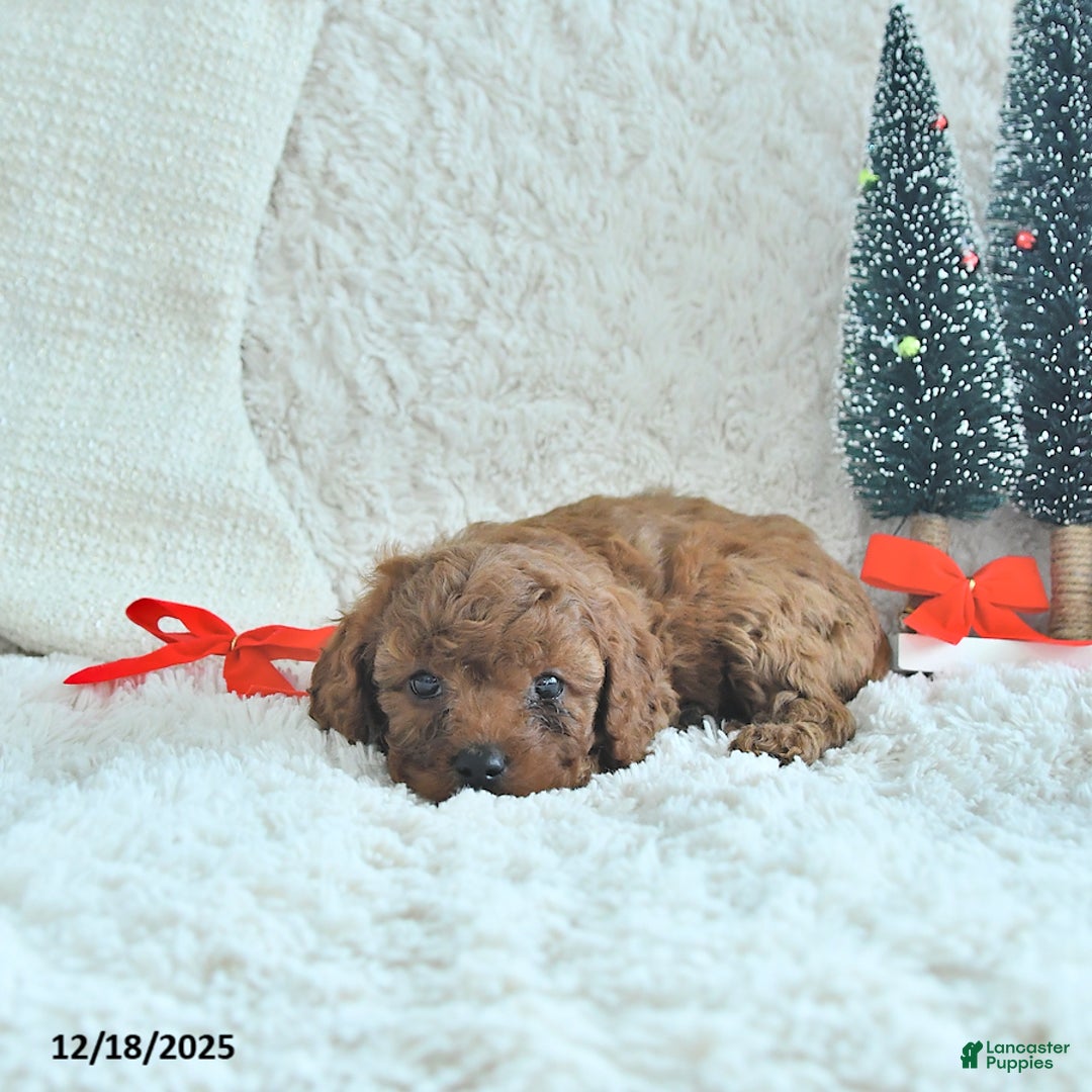 Cavapoo dogs for sale: Cookie - Ad 2