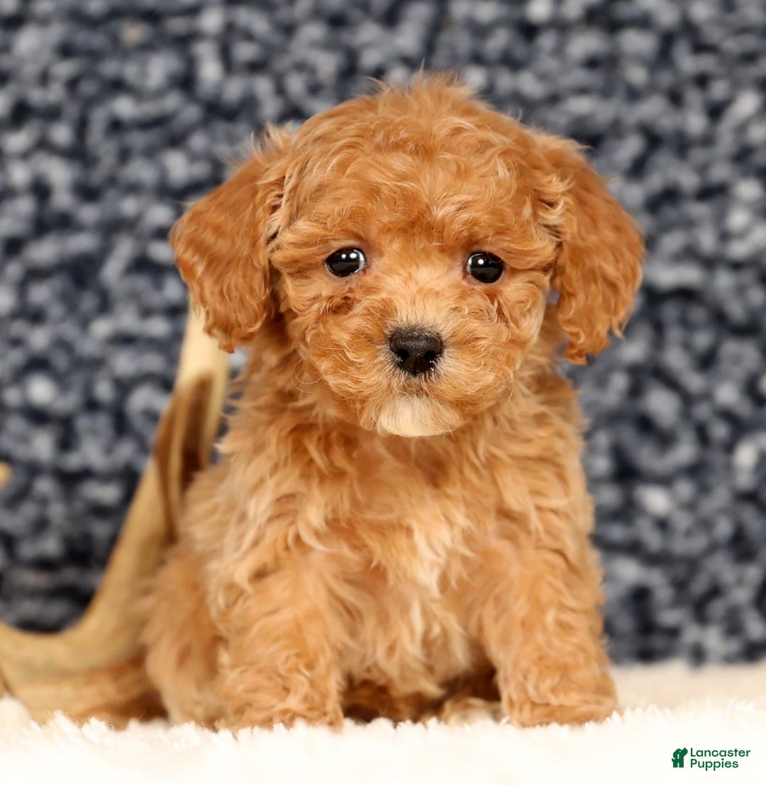 Bichpoo dogs for sale: Fern - Ad 7