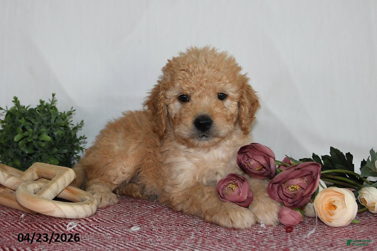 Goldendoodle dogs Mabel - Ad 1