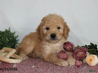 Goldendoodle dogs for sale: Mabel - Ad 4