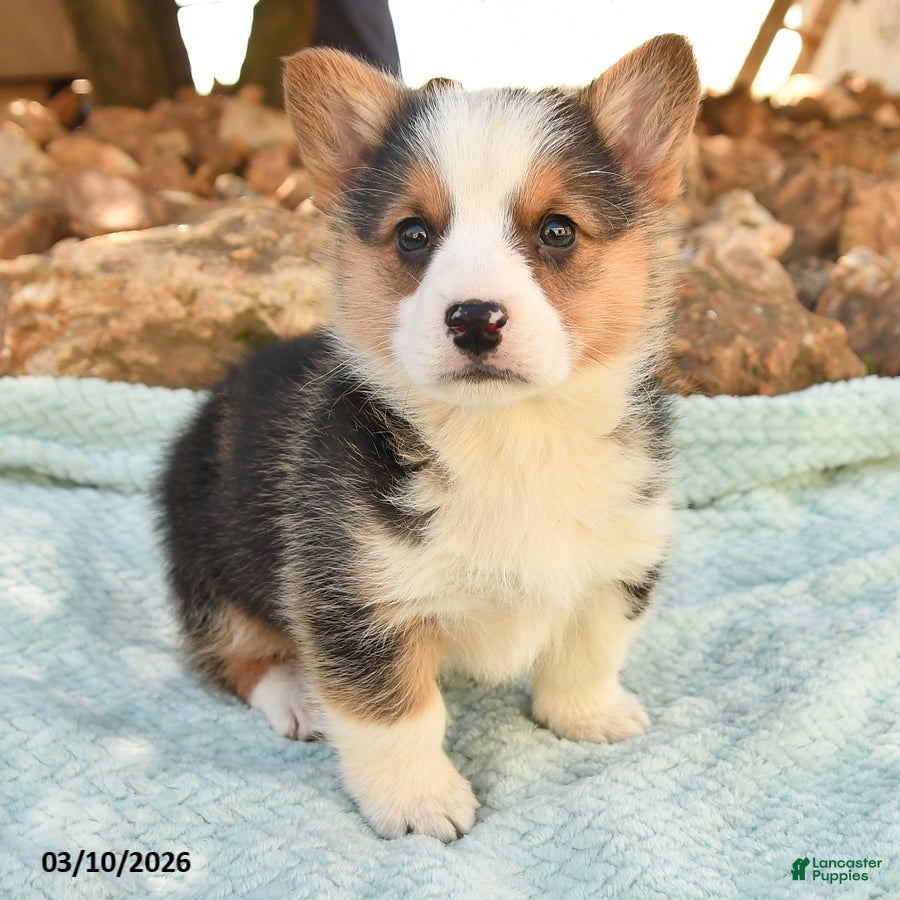 Welsh Corgi Pembroke dogs Ranger - Ad 2