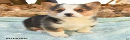 Welsh Corgi Pembroke dogs for sale: Ranger - Ad 2