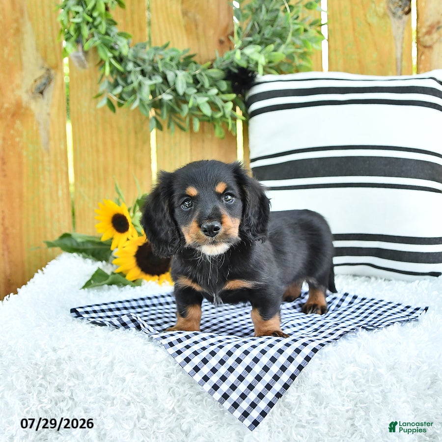 Miniature Dachshund dogs Chase - Ad 1
