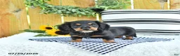 Miniature Dachshund dogs for sale: Chase - Ad 1