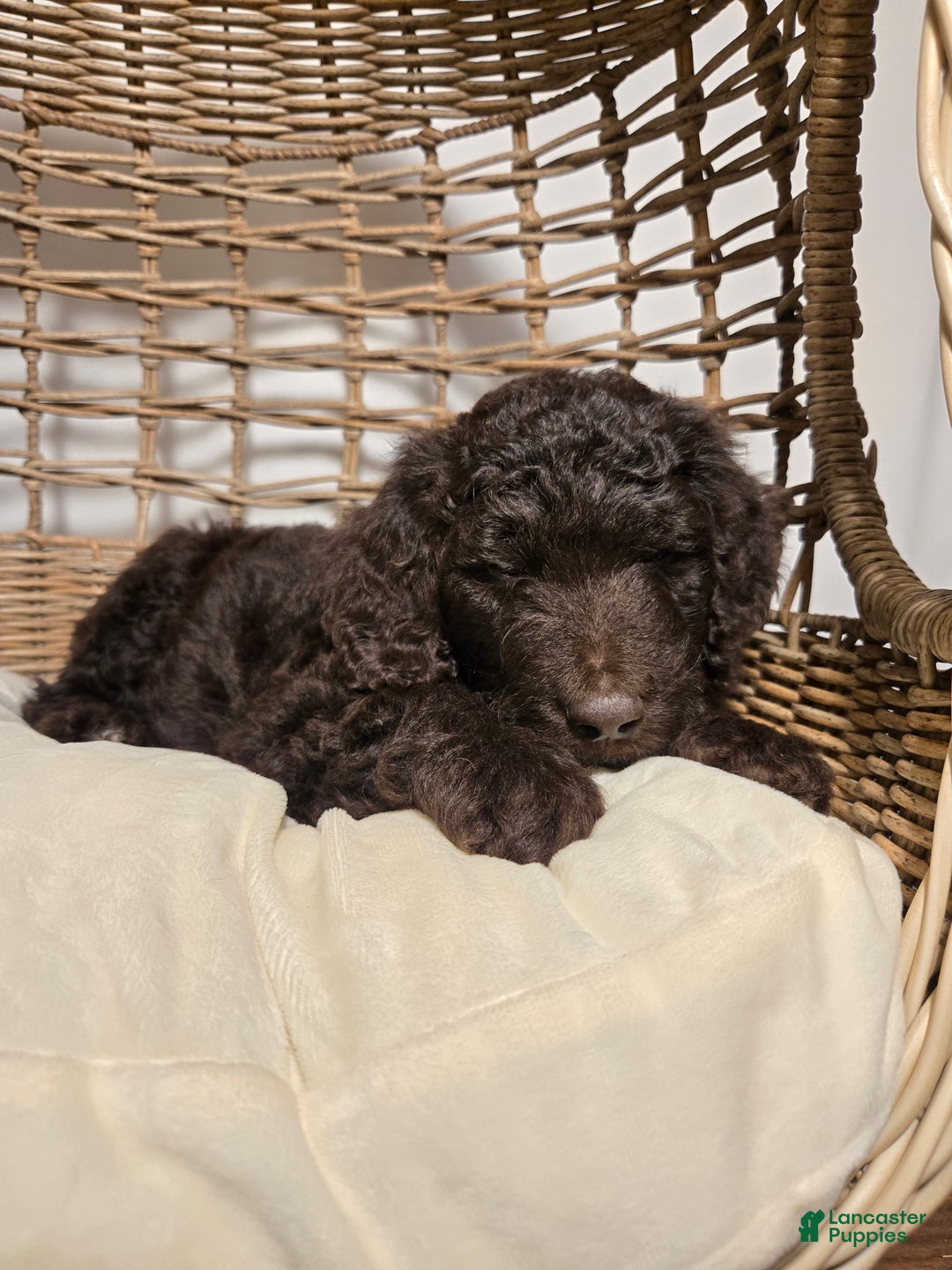 Goldendoodle dogs for sale: Coffee - Ad 4