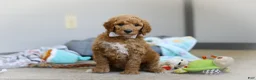 Standard Poodle dogs for sale: Josie AKC - Ad 6