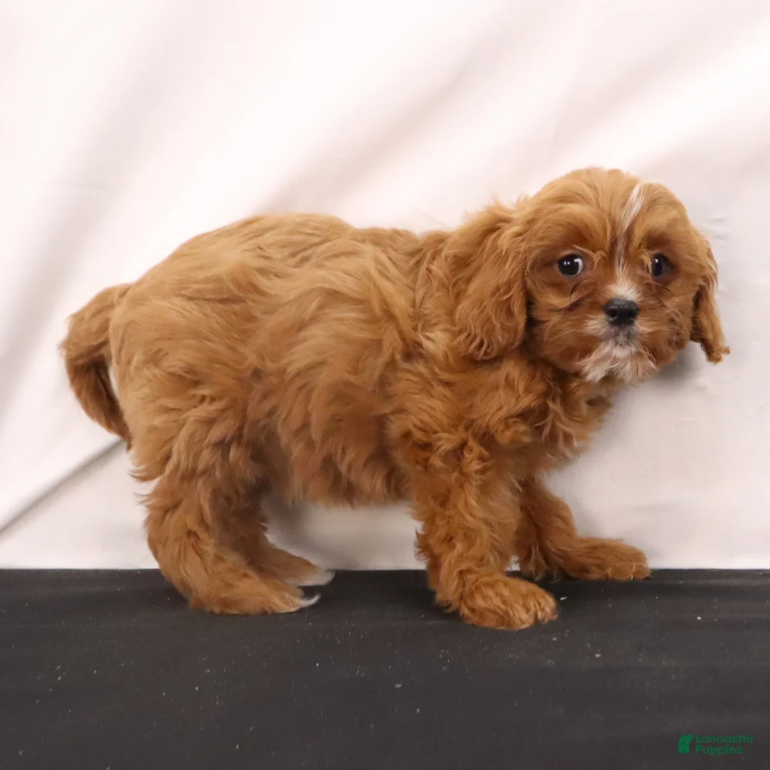 Cavapoo dogs for sale: Wendy - Ad 4