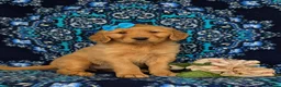 Golden Retriever dogs for sale: Natalee AKC Registered - Ad 3