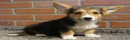 Welsh Corgi Pembroke dogs for sale: Frankie - Ad 2