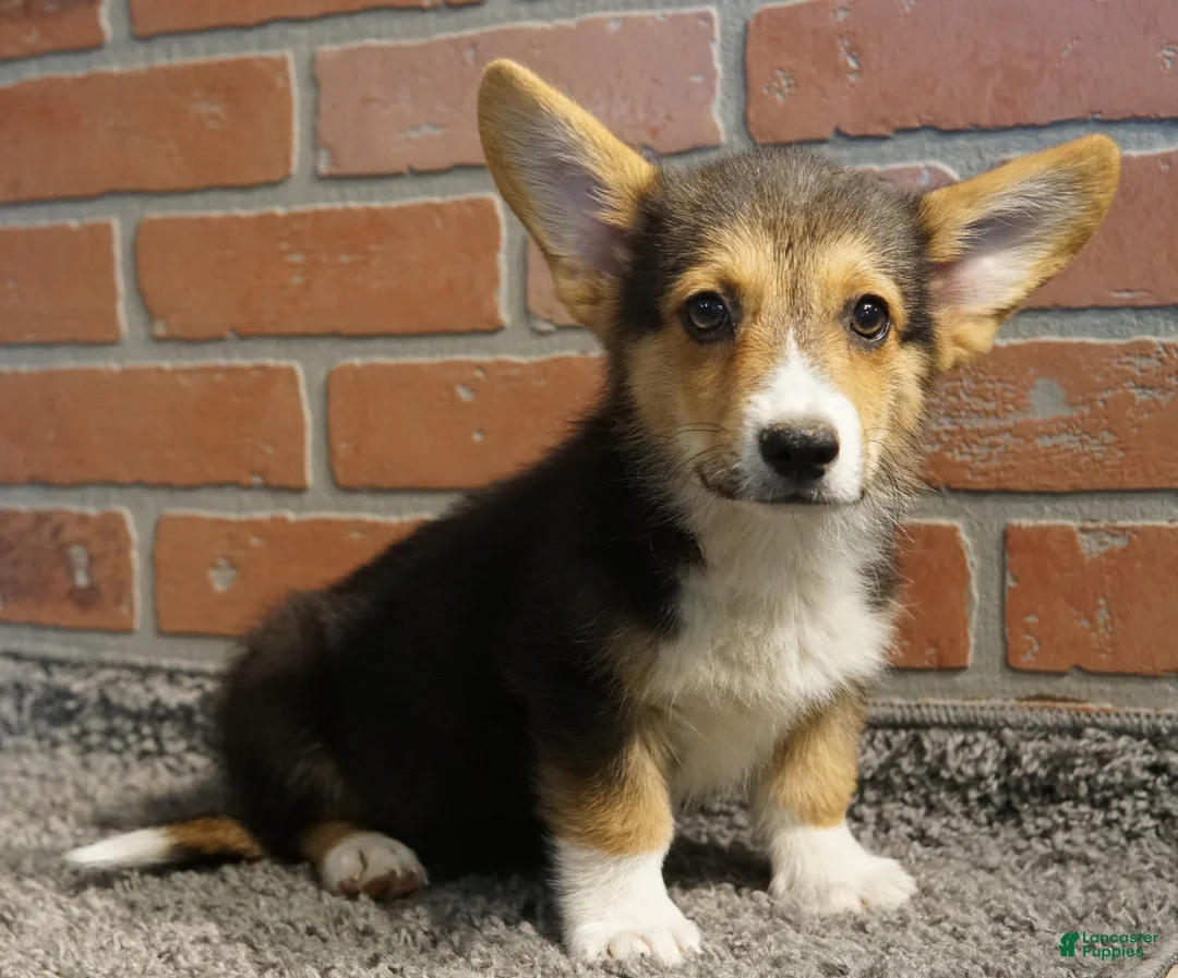 Welsh Corgi Pembroke dogs for sale: Frankie - Ad 2