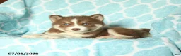 Pomsky dogs for sale: Hershey - Ad 3