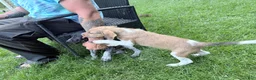 Mixed Breed dogs for sale: Liberty Liberty Liberty - Ad 10