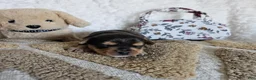 Mixed Breed dogs for sale: Chocolater Merle Elvis - Ad 5