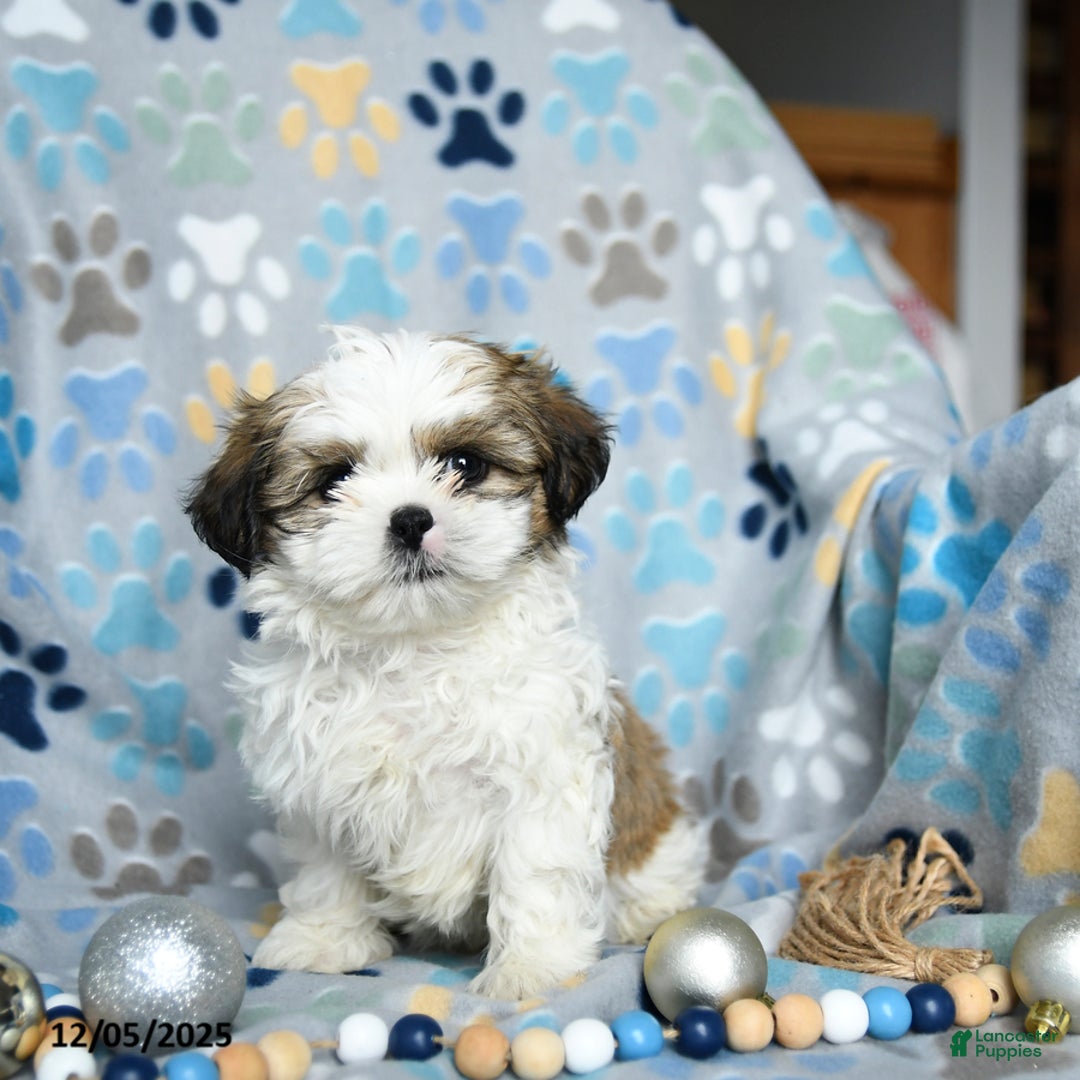 Shih Tzu dogs for sale: Jazz - Ad 1