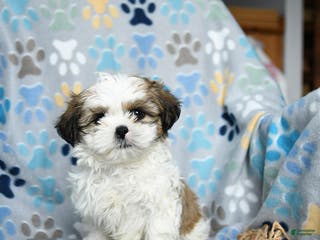 Shih Tzu dogs Jazz - Ad 7