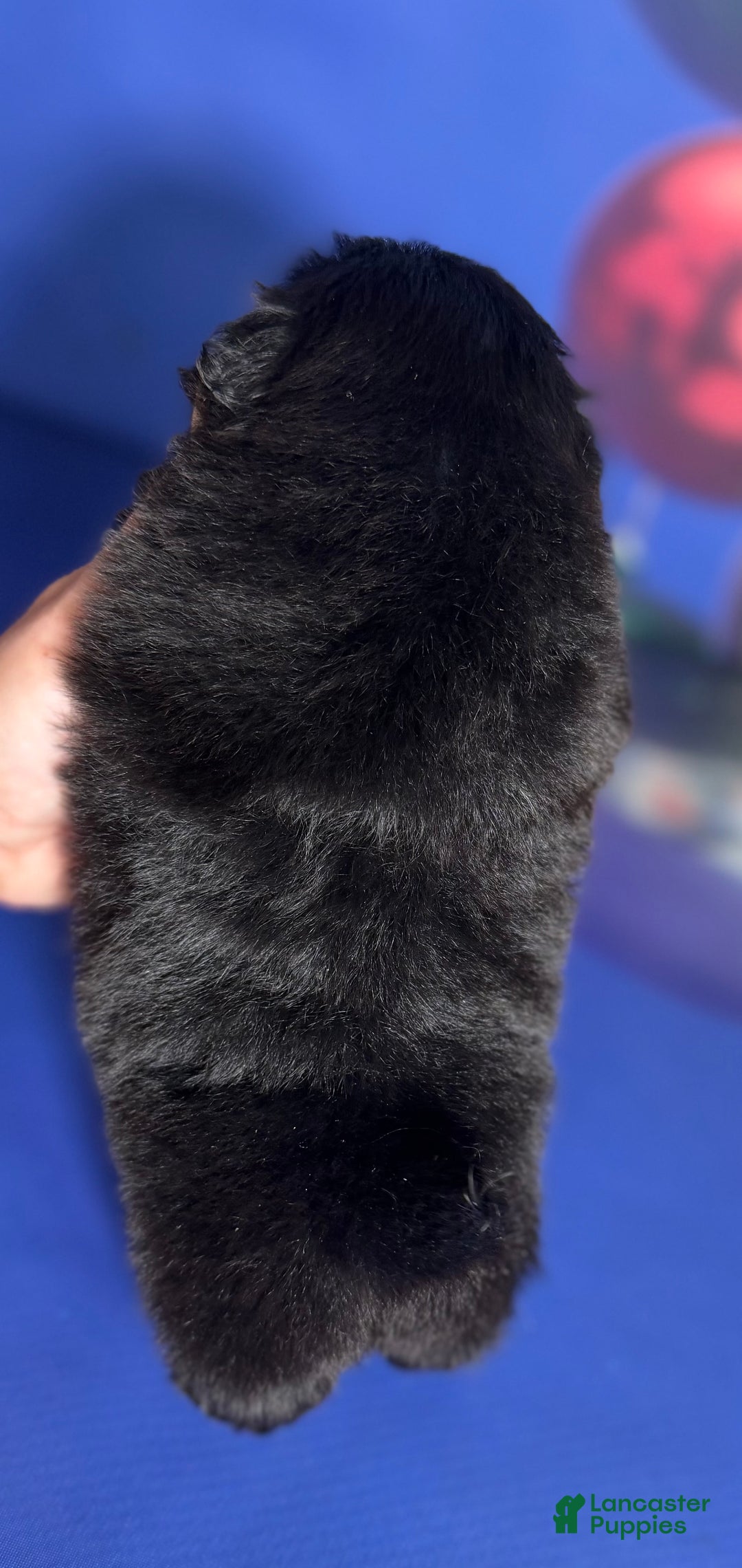 Pekingese dogs for sale: AKC DNA OFA Pablo - Ad 9