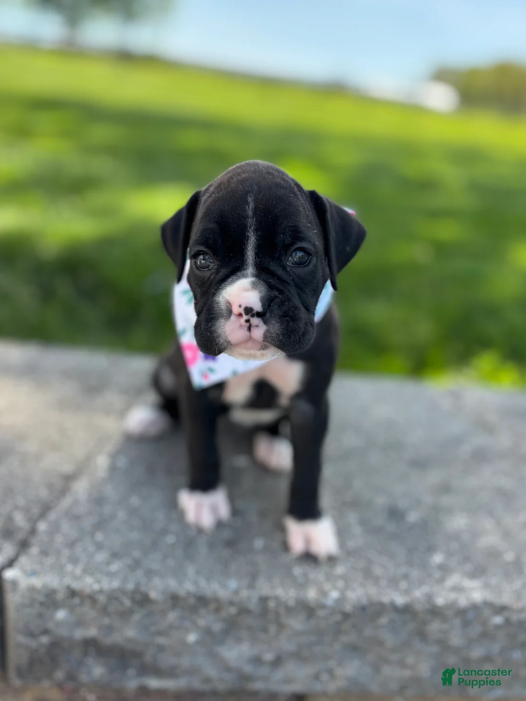 Boxer dogs for sale: Aimee - Ad 1