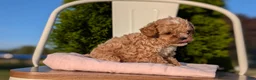Cavapoo dogs for sale: Shiloh - Ad 7