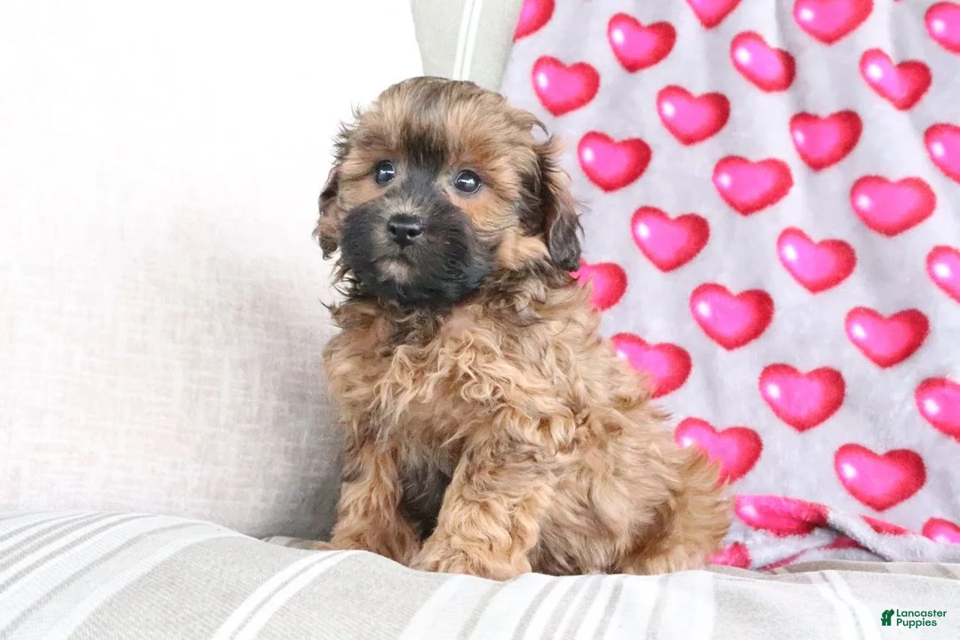 Shihpoo dogs for sale: Pumpkin - Ad 2