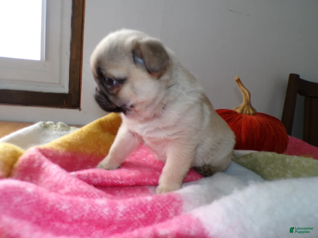 Pug dogs for sale: Pug Puppy 1 Buster - Ad 4