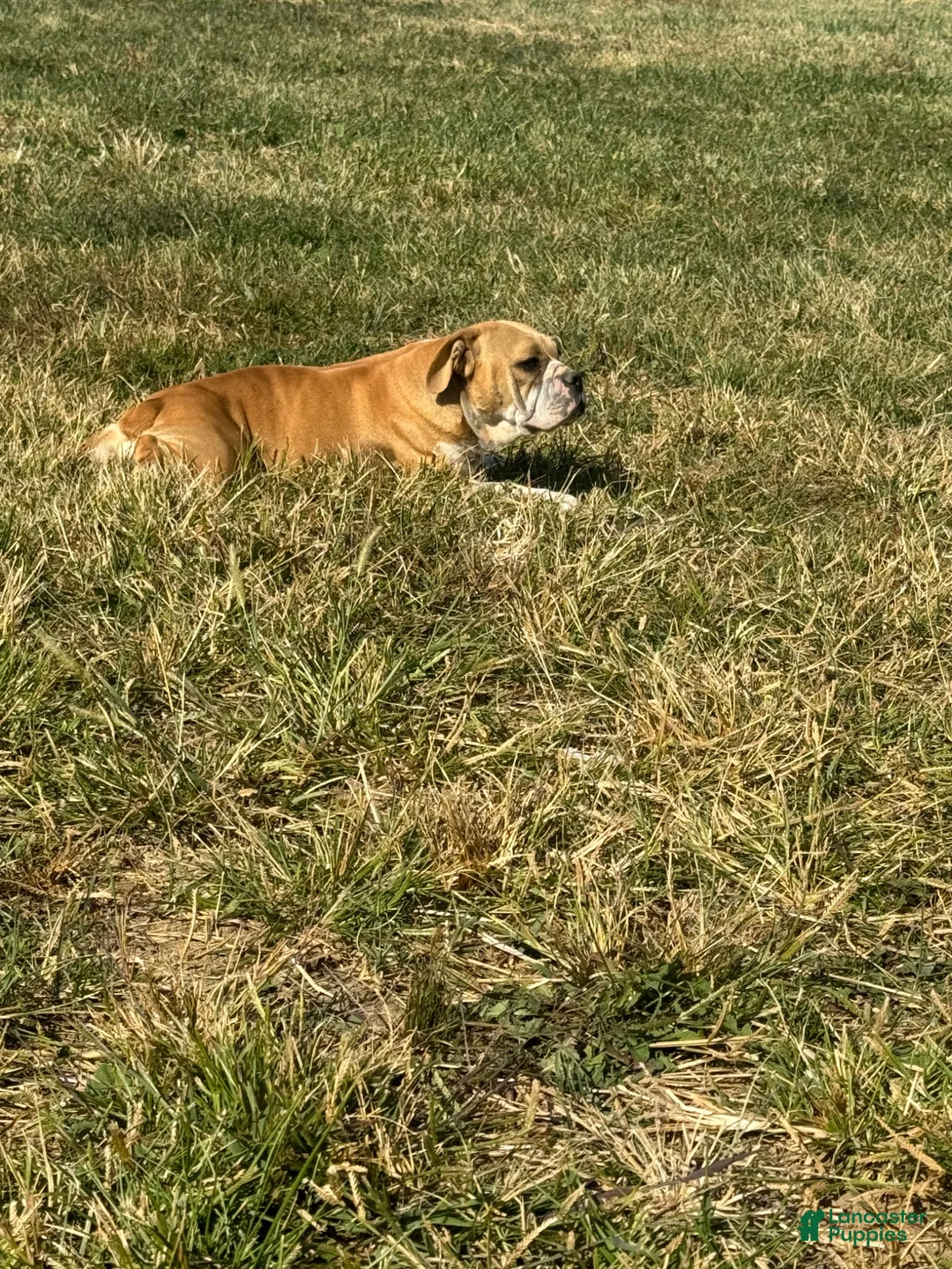 English Bulldog dogs for sale: Rex - Ad 16