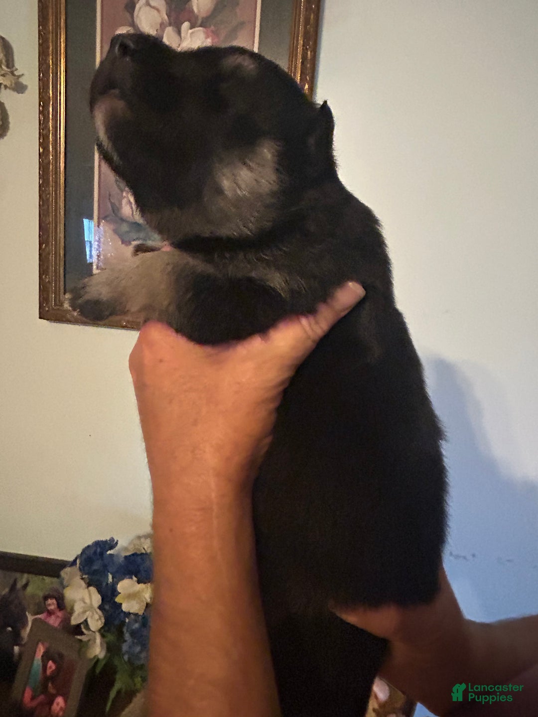 Mixed Breed dogs for sale: Mixed Breed Puppy 1 - Ad 3