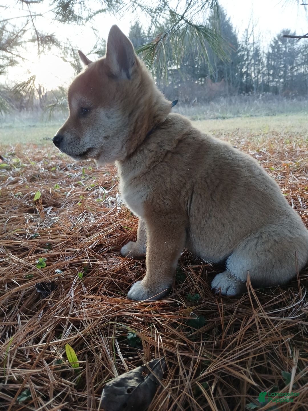 Shiba Inu dogs for sale: Cocoa - Ad 2