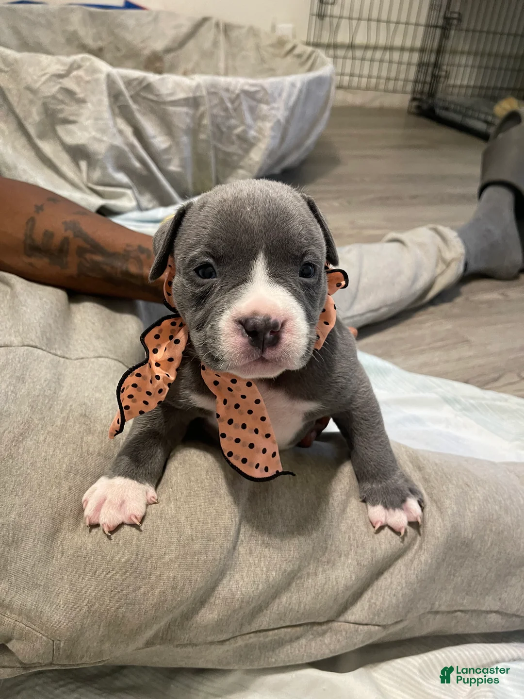 American Bully dogs for sale: American Bully Puppy 5 - Ad 1