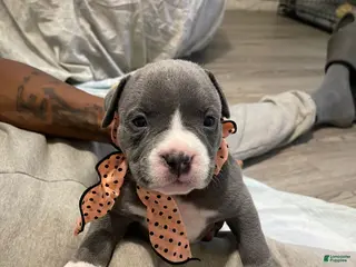 American Bully dogs American Bully Puppy 5 - Ad 31