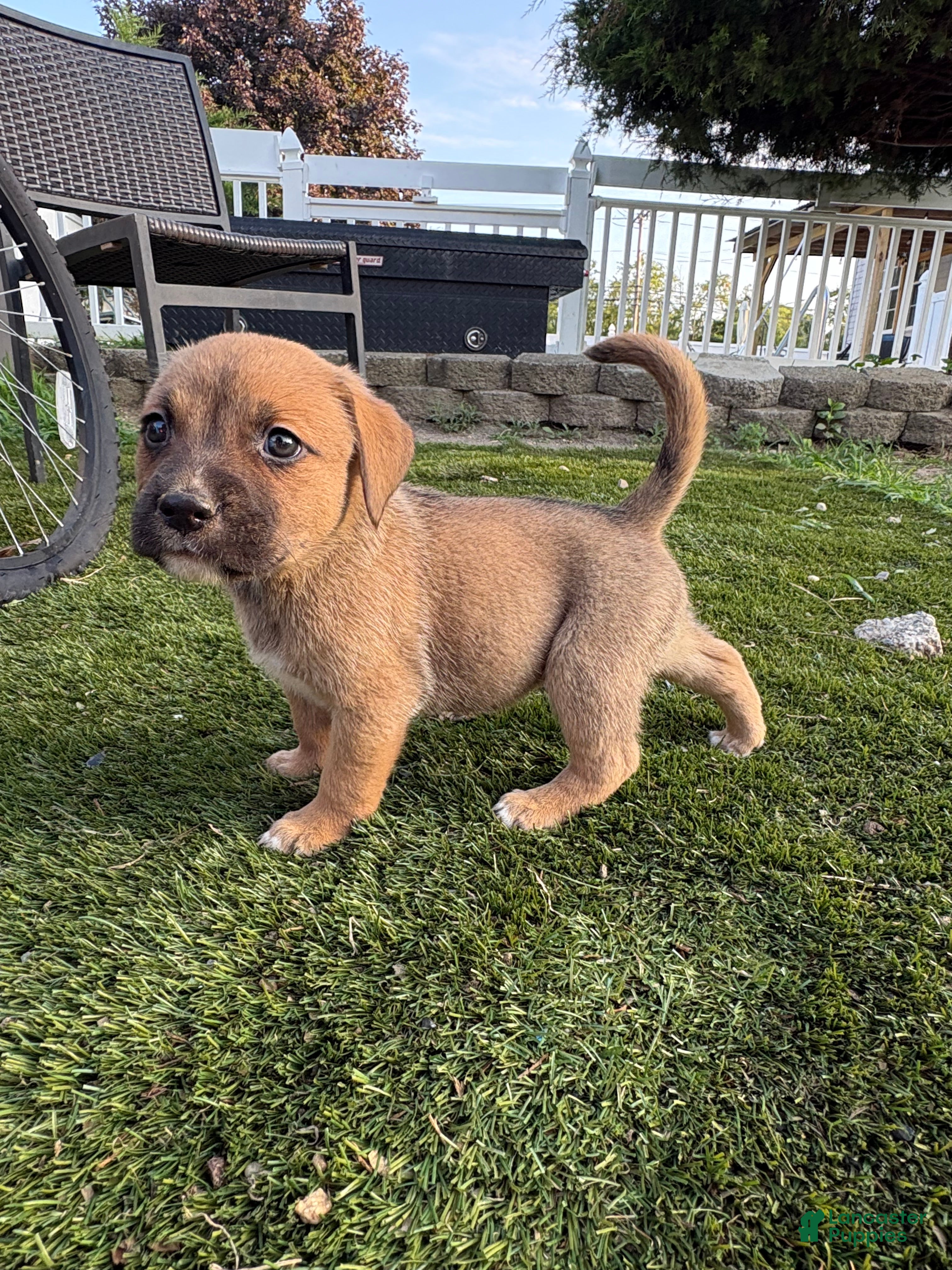 Mixed Breed dogs Mixed Breed 2 - Ad 33
