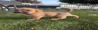 Mixed Breed 2